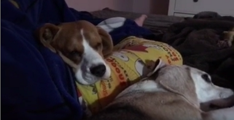 These Two Adorable Pups Are Fast Asleep, But Turn Up The Volume For Cuteness!