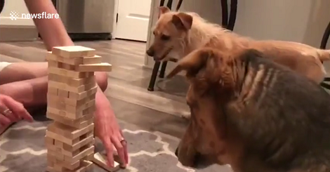 Can Your Pups Play Jenga? This Is Going To Surprise You Big Time!