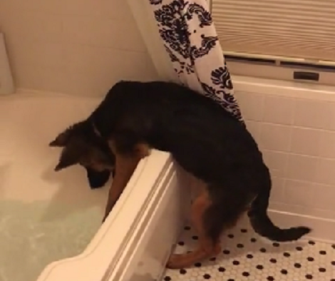 This Pup Has Decided That Mommy's Bath Time Is Now Hers To Enjoy!