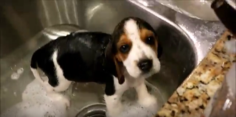 This Tiny Pup Just Had His First Bath... His Reaction Is Too Adorable To Miss!