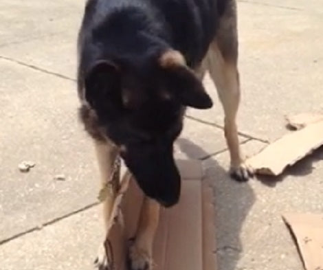 This Adorable Pup Has Found A New Hobby... Near A Trashcan!