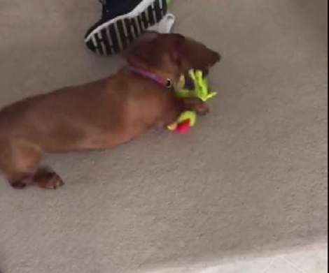 This Adorable Pup Is Totally Obsessed With Her Rubber Chicken Toy!