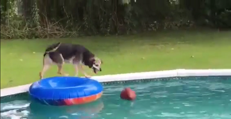 Watch How This Clever Pup Uses The Raft To Retrieve His Ball!
