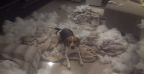 The Amount Of Mess This Pup Has Made Is Going To Make You Dizzy!