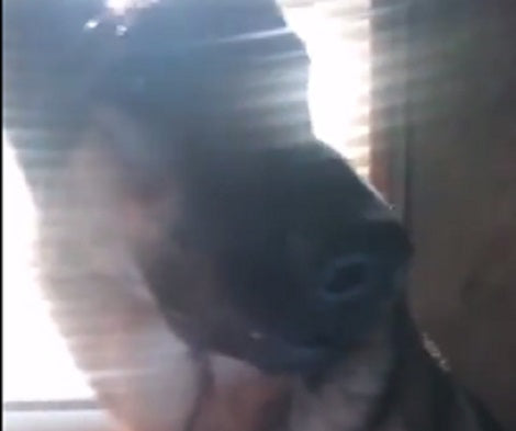 This Adorable Pup Can't Wait To Ride With Daddy!
