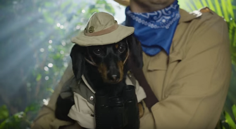 This Pup On A Safari Is All Of Us Dreaming Will Do That Someday!