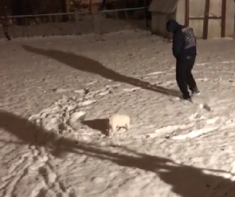 They Thought Their Pup Won't Like The Snow, But He Surprised Them All!