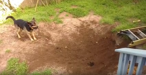 This Pup Invented A New Game - It's Called Dig And Chase Dirt!