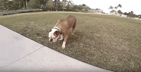 This Adorable Pup Is Enjoying A Day Out With Her Family And It's Amazing!