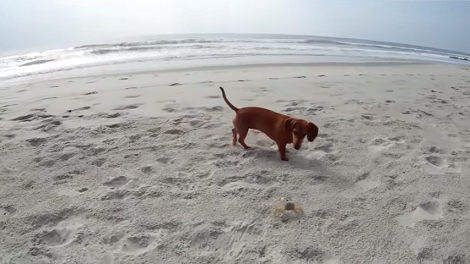 Adorable Pup Meets A Ghost Crab... Then Things Get Hilarious!