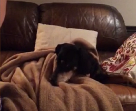 Do Your Pups Like Music? Check Out This Adorable Pup And You'll Be Surprised!