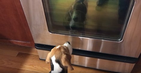 Curios Little Pup Spots 'Another Pup' In The Oven And Gets Super Concerned! Aww!