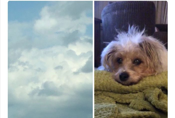 Few Hours After Dog Passes Away, Woman Sees Her In The Sky