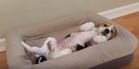 How This Pup Wakes Up Every Morning Is Going To Make You Smile!