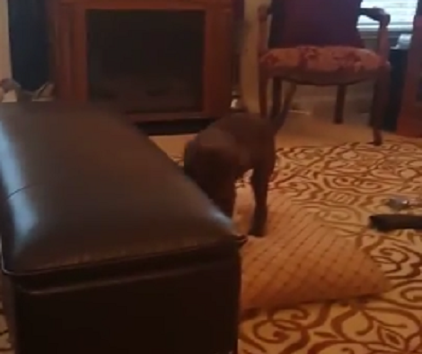How This Pup Reacts When He Spots An Unusual Toy Sitting On The Floor? Aww!