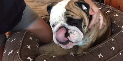 How This Adorable Pup Reacts To Face Cleaning Will Make You Chuckle!
