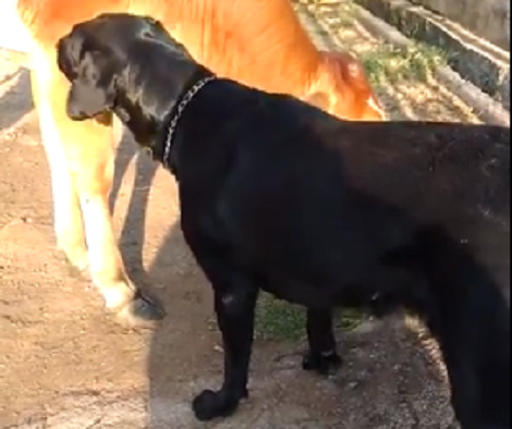 When You See This Adorable Pup's New Friend You're Going To Smile!