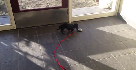 Watch How This Tiny Little Pup Pretends To Scare People With Everything She's Got!
