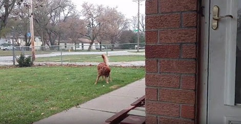 All This Adorable Pup Needs Is His Rope Toy And He Will Play For Hours Outside!