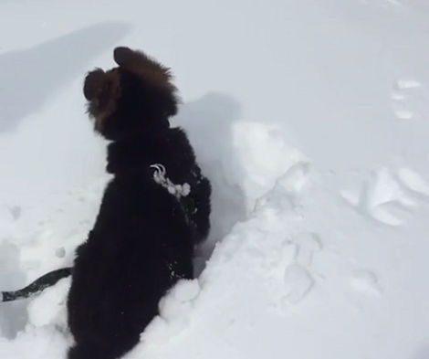 There's Nothing More Heartwarming Than Seeing A Tiny Pup Enjoy The Snow!