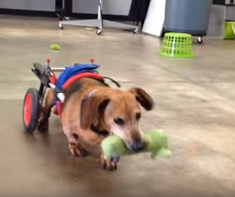This Adorable Pup Was Left Disabled, But Never Gave Up. What He's Doing Now? WOW