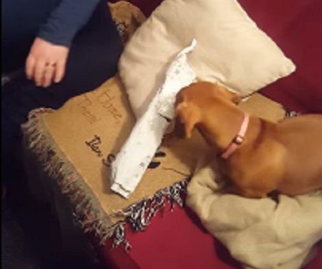 How This Pup Celebrated Christmas Is Going To Warm Your Heart!