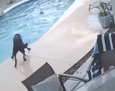 Hero Pup Saves His Best Friend From Drowning By Jumping In The Pool – A ...