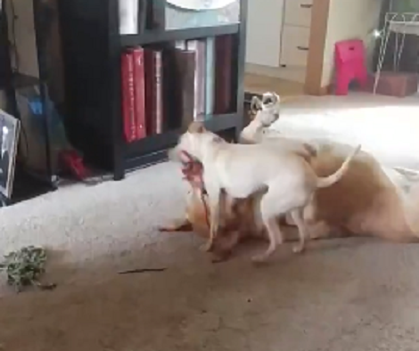 What Happens When Two Siblings Want To Play With The Same Toy?!