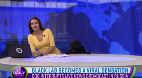 Adorable Pup Becomes Viral Sensation After Interrupting Live Broadcast!