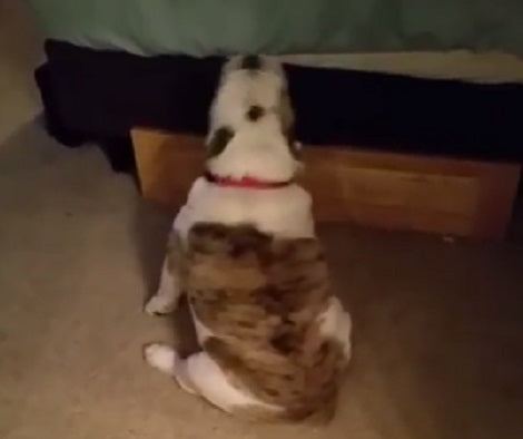 This Adorable Pup Is Trying To Chase His Tail, But It Isn't As Easy As It Looks!