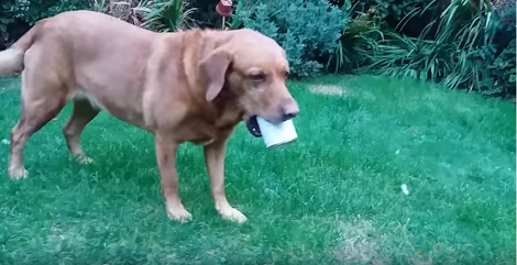 Adorable Pup Couldn't Wait To Have Her Meal So She Took Off With A Can!