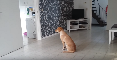 You Might Think This Dog Is Doing The Mannequin Challenge, But Take A Closer Look!