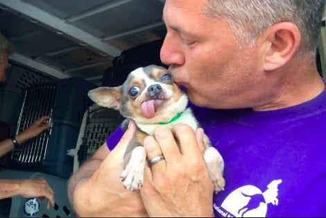 Senior Puppy Saved From Puppy Mill Can't Believe He Finally Received His Own Bed