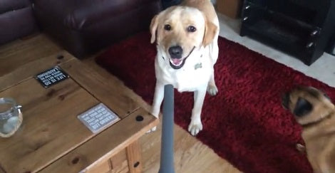 Adorable Pup Doesn't Like The Vacuum So Today When He Saw It? Revenge!
