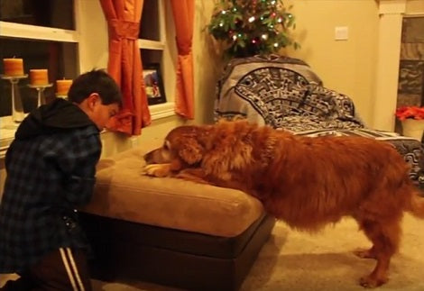 When You See What This Pup Is Doing Right Now, You're Going To Smile