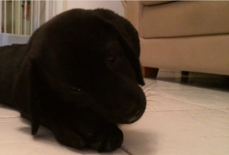 This Adorable Pup's First Headbutt Is Definitely Not One To Miss!