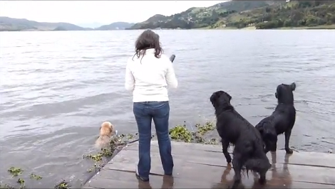 When These Adorable Pups Are At The Lake, Things Get Really Interesting!