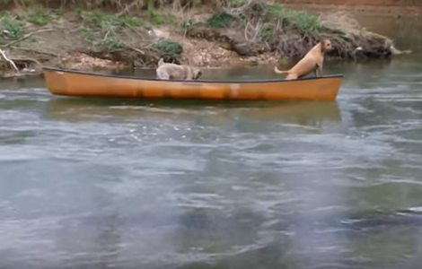 A Heroic Pup Dove Into The Water To Save His Fellow Pups In Need! Wow ...
