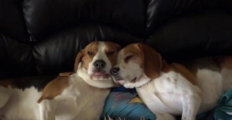How These Adorable Puppies Like To Snuggle With Each Other Will Melt Your Heart!