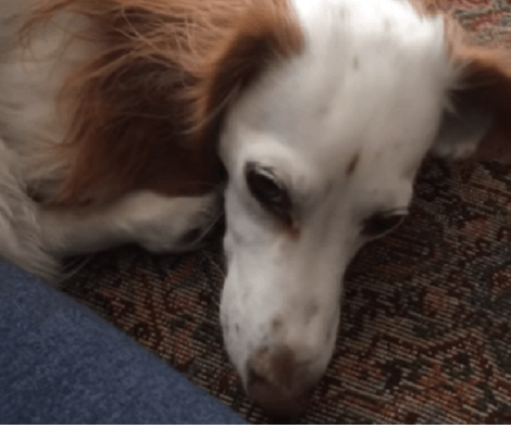 This Adorable Pup Is Depressed Today... Aww! Let's Find Out Why!