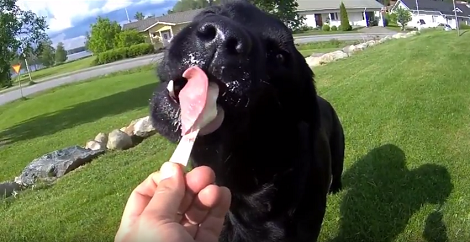 The Love This Pup Has For Ice Cream Is Going To Melt Your Heart!