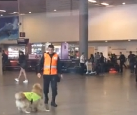 This Adorable Pup Is Super Excited To Start His Work Day At The Airport!