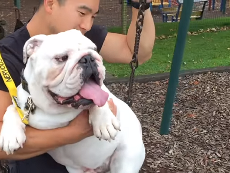 It's Time For This Pup's Grooming And You Don't Want To Miss This!