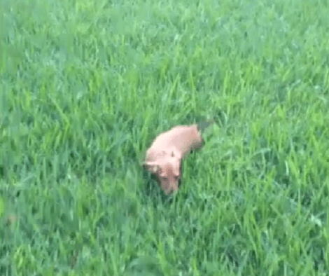 This Adorable Pup Absolutely Loves Playing In The Grass! Check Out This Cuteness!