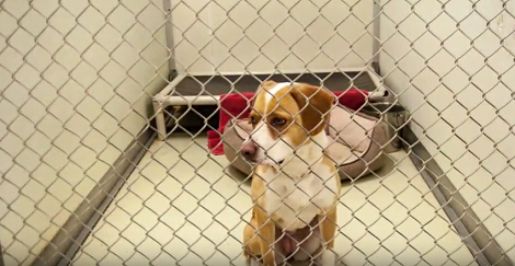 This Adorable Pup Is Looking For Her Forever Loving Home. Can You Help ...