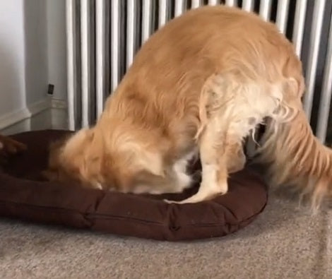 This Adorable Pup Just Doesn't Want To Leave His Bed! Check This Out!