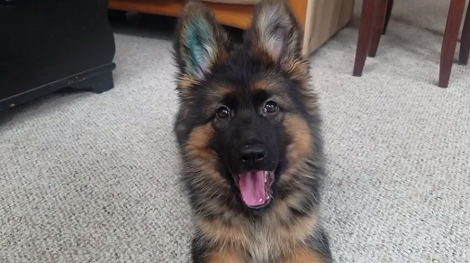 This Pup Will Head Tilt Her Way Straight To Your Heart!
