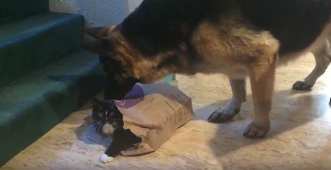 This Pup Is A Bit Too Curios About His Cat Sibling And It's Too Hilarious!