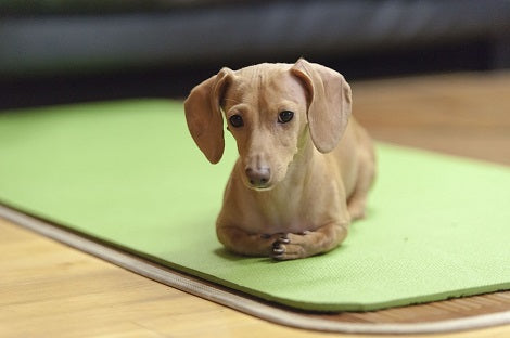 Can Our Pups Really Hear Better Than Us?