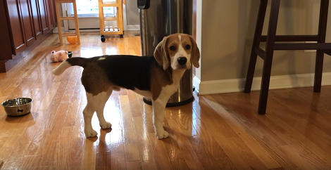 Whenever This Pup Wants More Food, He Starts To Whine Adorably! How Many Of You Relate?!